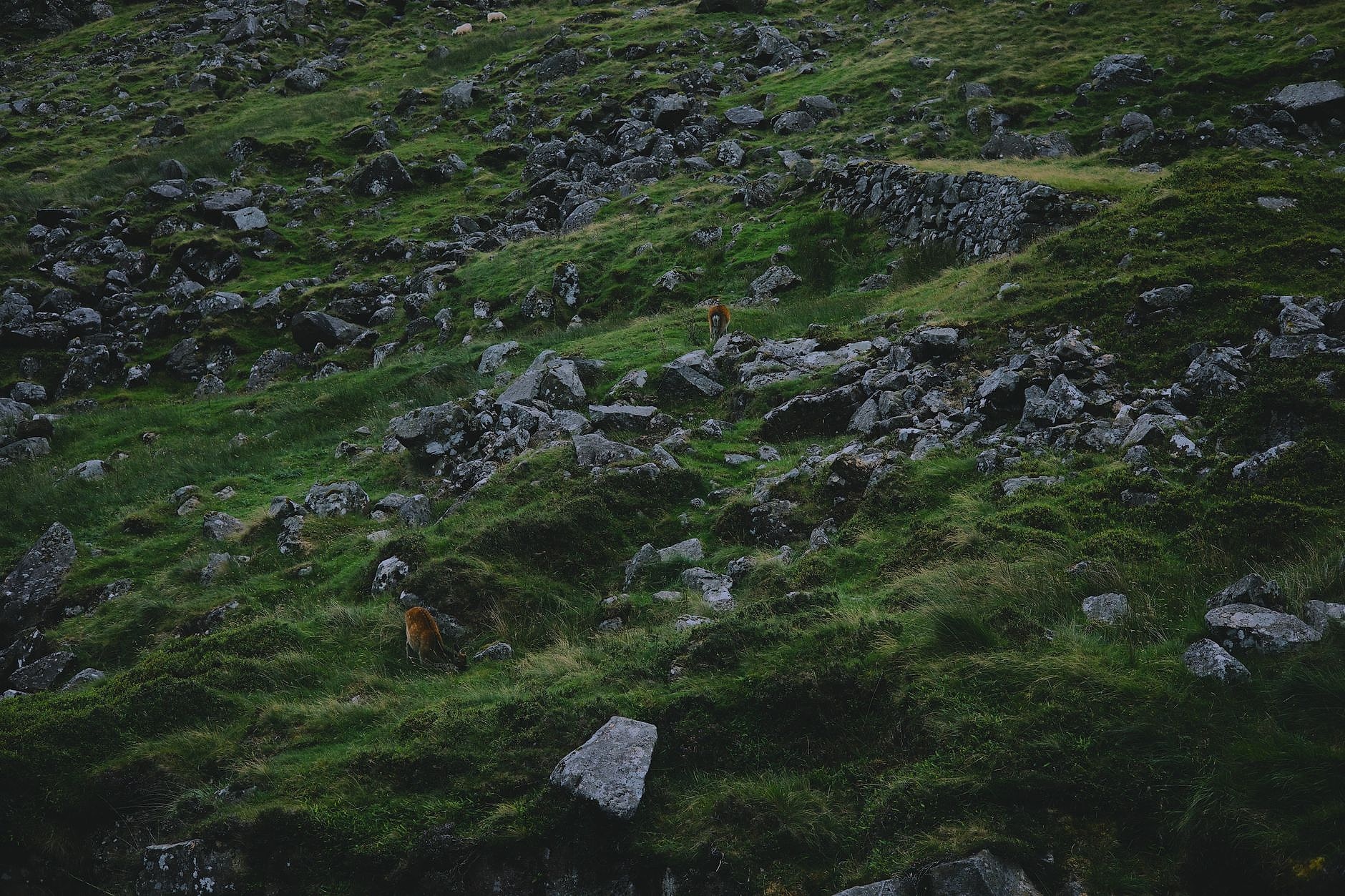 Irish landscape with a calm, structured environment